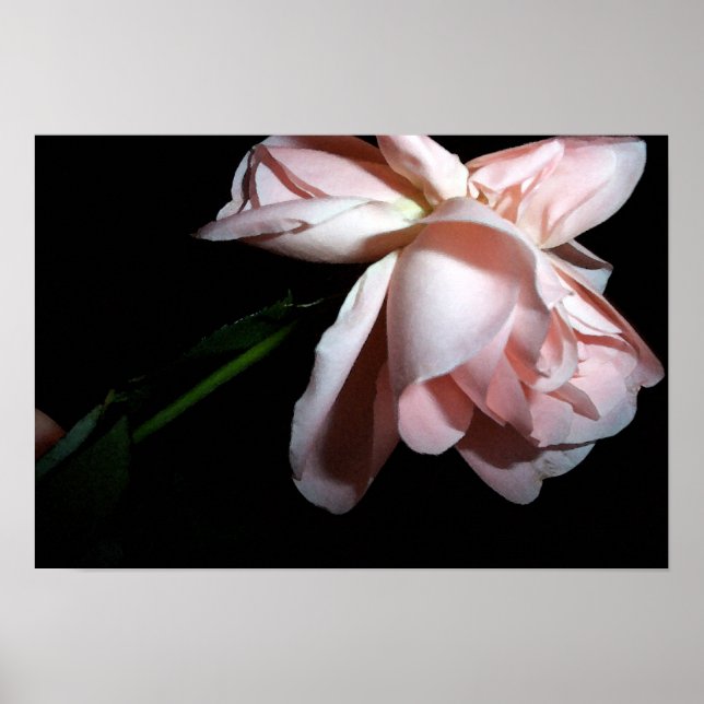 Poster Rosa de dança 19x13 (Frente)