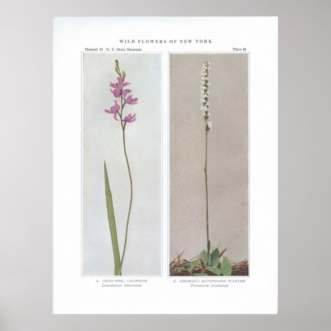 Póster Rosa de Grama; Calopão - Limodorum tuberosum e (Frente)
