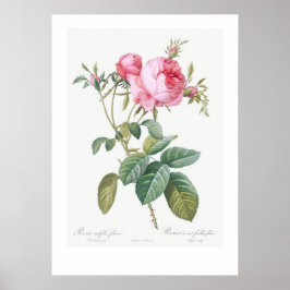 Poster ROSA DE ILUSTRAÇÃO BOTÂNICA DE VINTAGEM