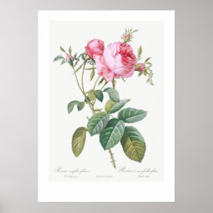 Poster ROSA DE ILUSTRAÇÃO BOTÂNICA DE VINTAGEM