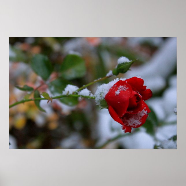Poster Rosa de inverno (Frente)