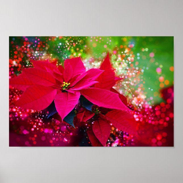 Póster Rosa de inverno, poinsettia/Weihnachtsstern festli (Frente)