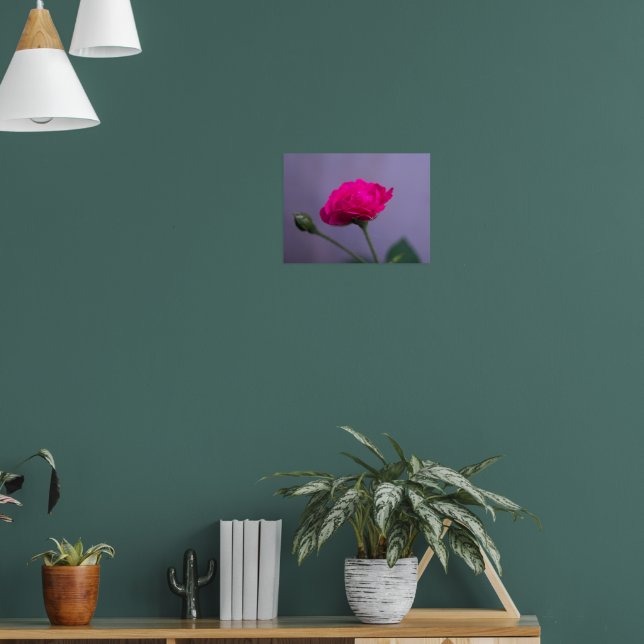 Poster Rosa de Jardim Rosa (Sala de Estar 1)