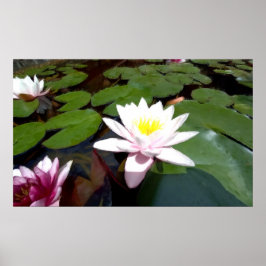 Poster Rosa de lagoa branca