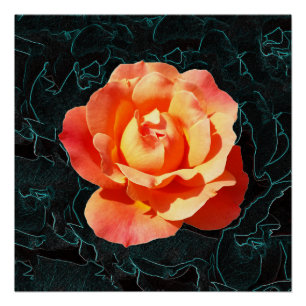 Póster Rosa de laranja claro