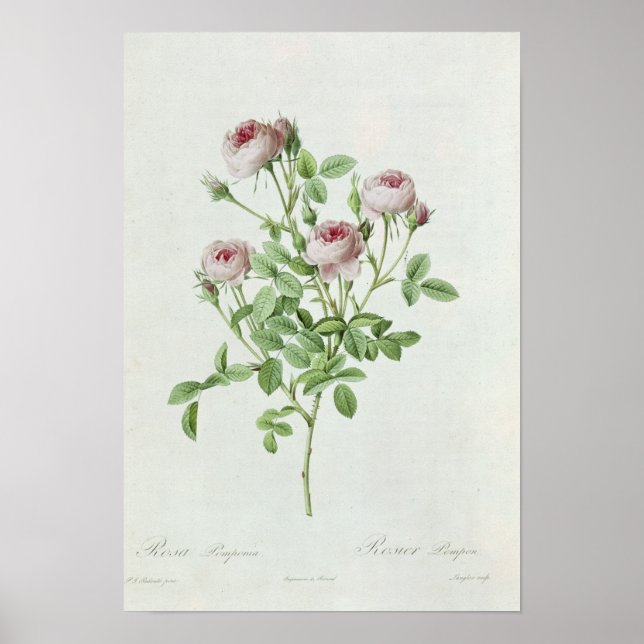 Póster Rosa, de "Les Rosa Pomponia" (Frente)