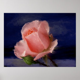 Póster Rosa de meia-noite