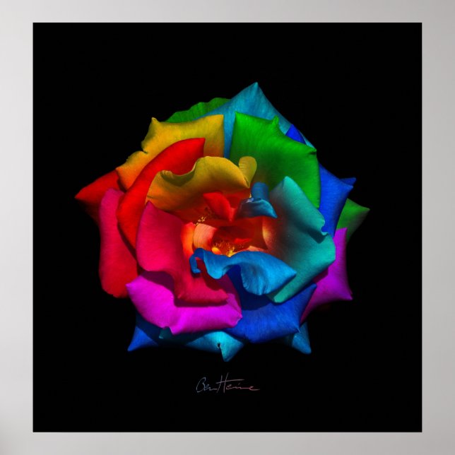 Poster Rosa de multicores (Frente)
