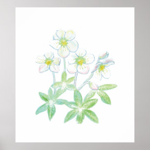 Poster Rosa de Natal, Helleborus niger
