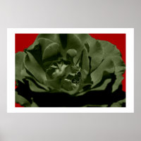 Rosa de oliveira com capilho vermelho
