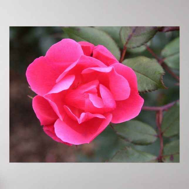Póster Rosa de outono (Frente)