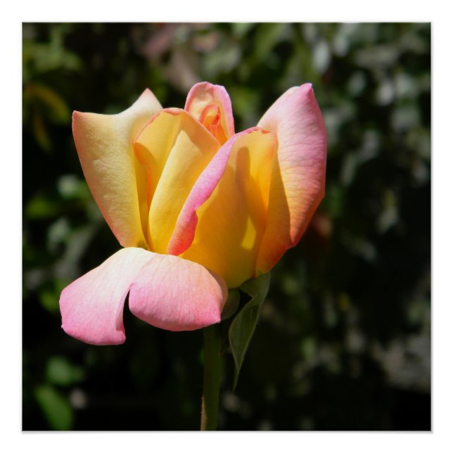 Póster Rosa de paz... (Frente)