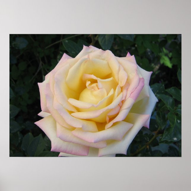 Póster Rosa de paz (Frente)