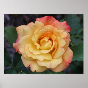 Póster Rosa de Paz Belo Rosa e Amarelo Floral
