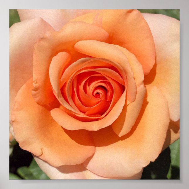 Poster Rosa de Pêssego (Frente)