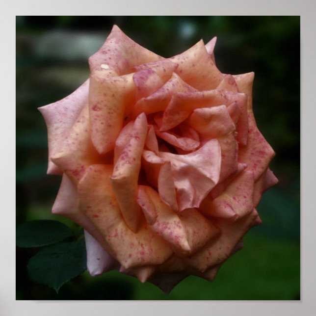 Póster Rosa de Pêssego Motled Fechar (Frente)