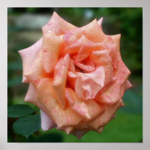 Póster Rosa De Pêssego Mottled No Bloom