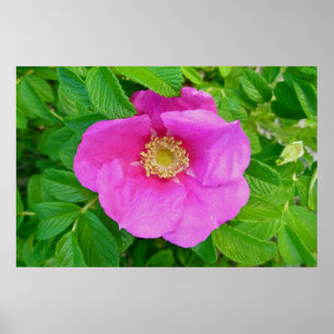 Poster Rosa de praia rosa