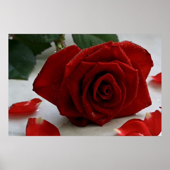 Poster Rosa de Romance (Frente)