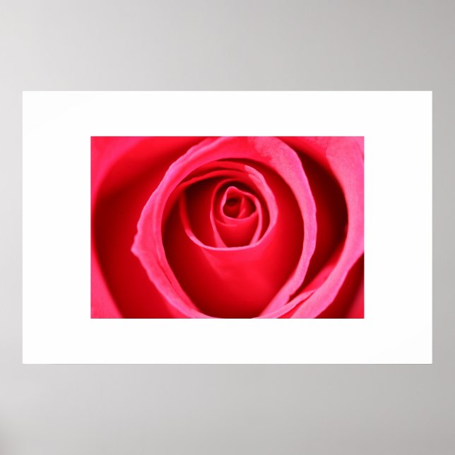 Póster Rosa de rosa quente (Frente)