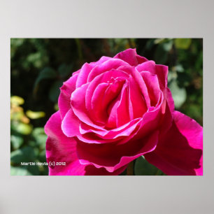 Póster Rosa de rosa quente