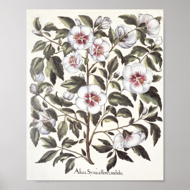 Póster Rosa de Sharon (Frente)