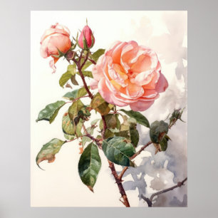 Poster Rosa de Subida Pacífica em Bloom Watercolor