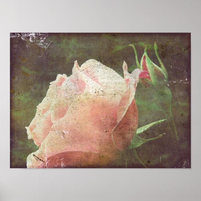 Poster Rosa de Vintage (Frente)