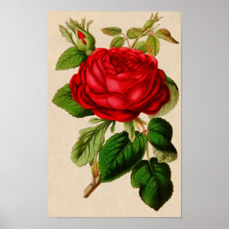 Póster Rosa de Vintage