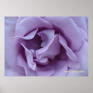 Poster Rosa dentro Lavanda