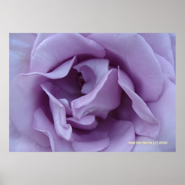 Poster Rosa dentro Lavanda (Frente)