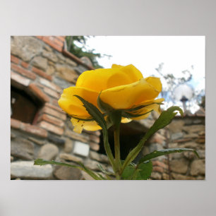 Poster Rosa do amarelo de Tuscan