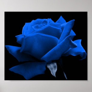 Poster Rosa do azul