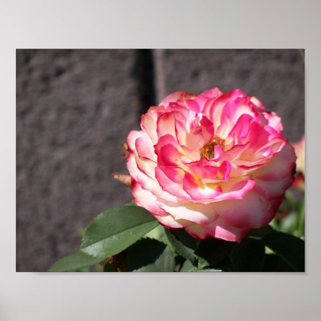 Póster Rosa do Fogo de Neve (Frente)