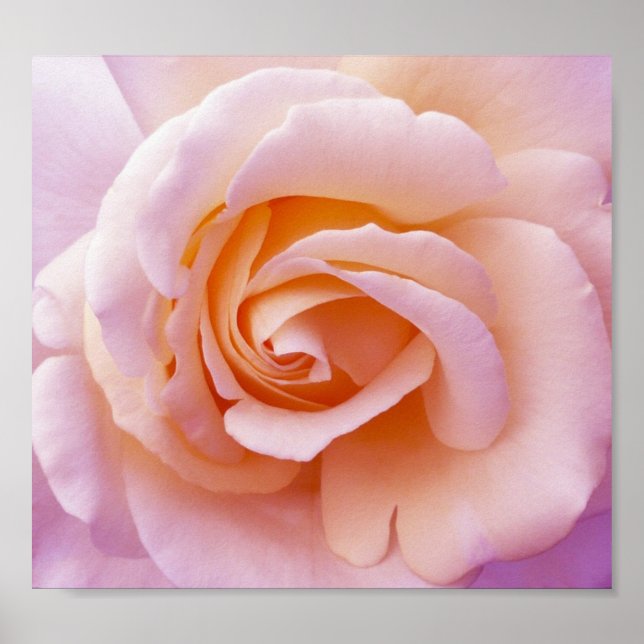 Póster Rosa do Jardim Inglês (Frente)