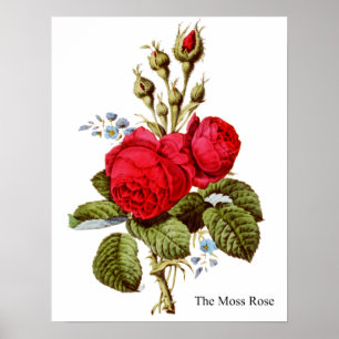 Poster Rosa do Moss - Vintage Fine Art