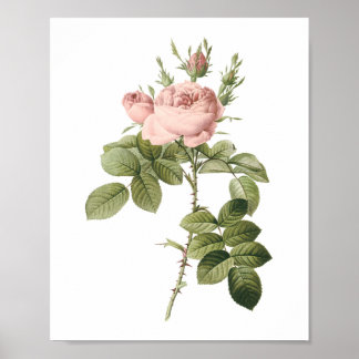 Póster rosa do perfumista por Redouté