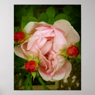 Póster Rosa do rosa