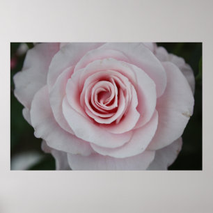 Póster Rosa do rosa