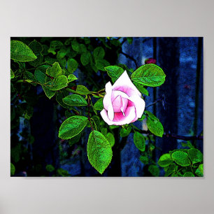 Póster Rosa do rosa