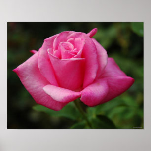 Póster Rosa do rosa