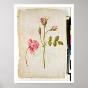 Póster Rosa do rosa, c.1568