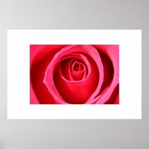 Póster Rosa do rosa quente