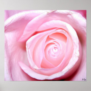 Póster Rosa do rosa, S Cyr