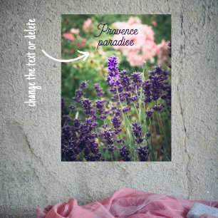 Poster Rosa e lavanda florescem do jardim da Provença