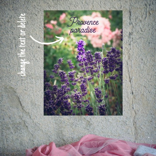 Poster Rosa e lavanda florescem do jardim da Provença (Criador carregado)