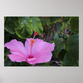 Poster rosa e orgulhoso