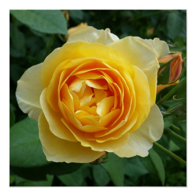 Póster rosa e rosebud (Frente)
