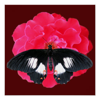 Póster Rosa e Swallowtail