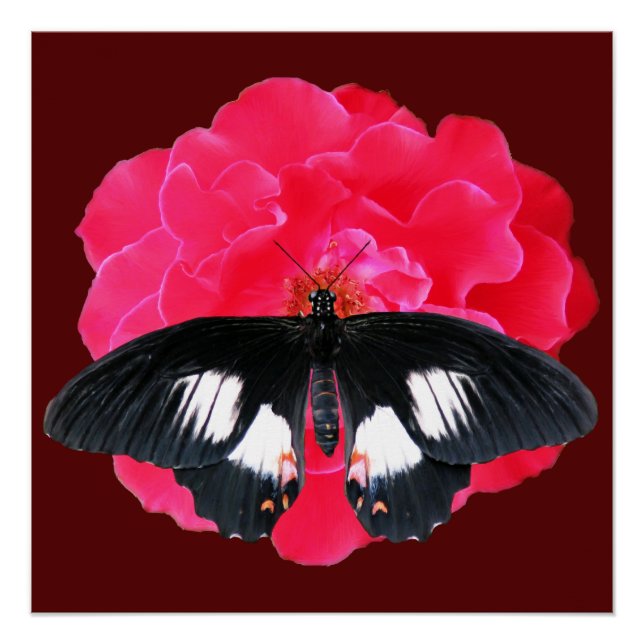 Póster Rosa e Swallowtail (Frente)